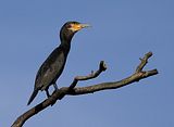 Kormoran 002